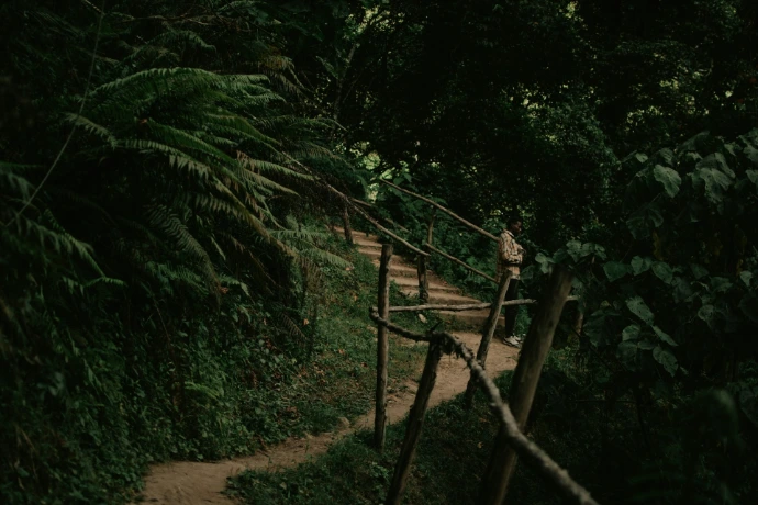 a path in the woods with a wooden fence